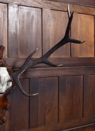 10 Point Stag Skull With Black Forest Mount SAI3663 - Image 3