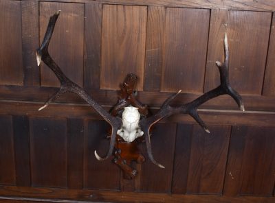 10 Point Stag Skull With Black Forest Mount SAI3663 - Image 4