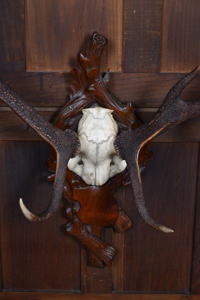 10 Point Stag Skull With Black Forest Mount SAI3663 - Image 5