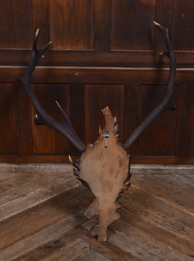 10 Point Stag Skull With Black Forest Mount SAI3663 - Image 6