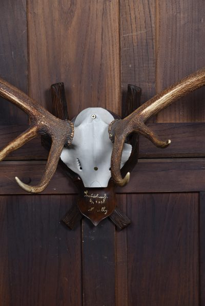 Black Forest Mounted Stag Skull With 11 Point Antlers SAI3664 - Image 3