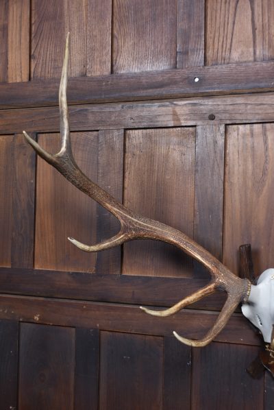 Black Forest Mounted Stag Skull With 11 Point Antlers SAI3664 - Image 4