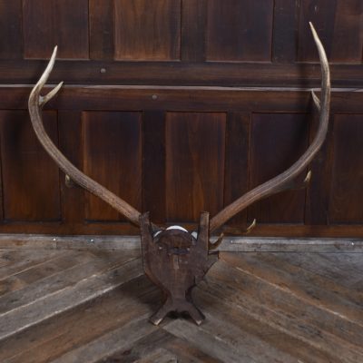 Black Forest Mounted Stag Skull With 11 Point Antlers SAI3664 - Image 7