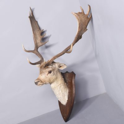 Taxidermy Head of a Fallow Deer with Large, Shaped Horns Mounted On An Oak Shield - Image 2