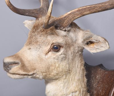 Taxidermy Head of a Fallow Deer with Large, Shaped Horns Mounted On An Oak Shield - Image 3