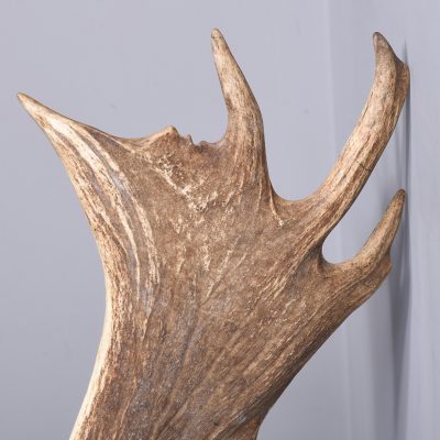 Taxidermy Head of a Fallow Deer with Large, Shaped Horns Mounted On An Oak Shield - Image 4