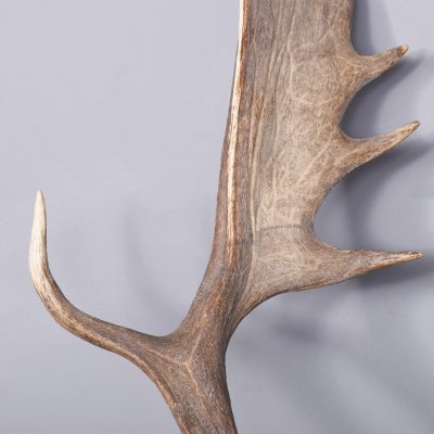 Taxidermy Head of a Fallow Deer with Large, Shaped Horns Mounted On An Oak Shield - Image 5