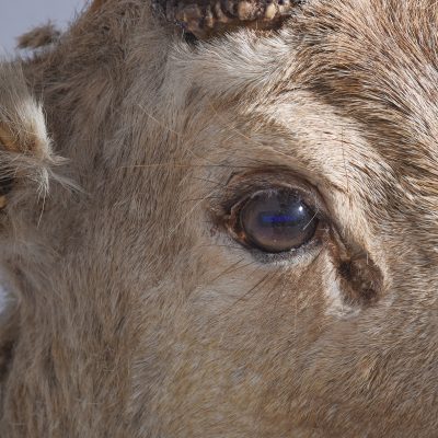 Taxidermy Head of a Fallow Deer with Large, Shaped Horns Mounted On An Oak Shield - Image 6