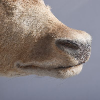 Taxidermy Head of a Fallow Deer with Large, Shaped Horns Mounted On An Oak Shield - Image 7