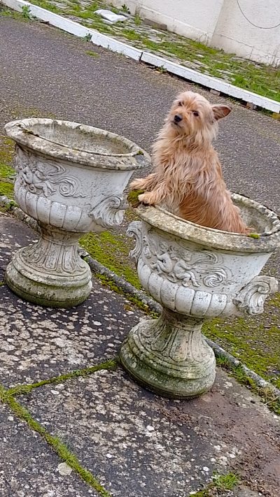 Good 1920's Pair of Garden Urns - Image 2