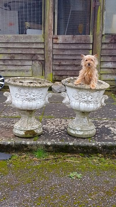 Good 1920's Pair of Garden Urns - Image 10